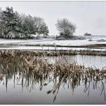 Winter in the Forest