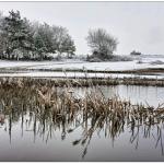 Winter in the Forest