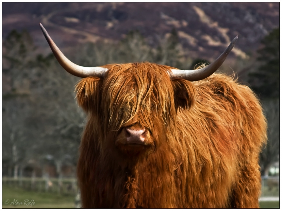 Bad hair day