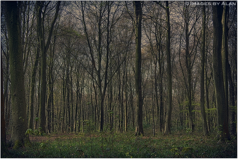 Micheldever Woods