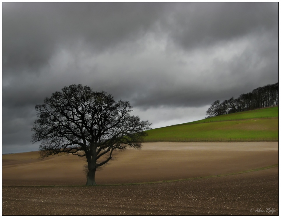 The lone tree