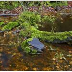 The New Forest on a Bank Holiday in May