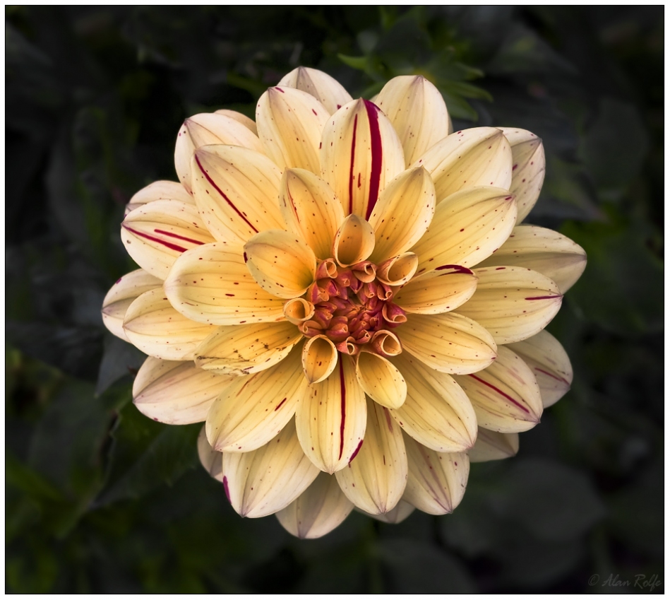 Dahlia