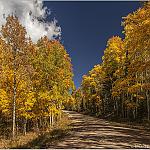 Aspens