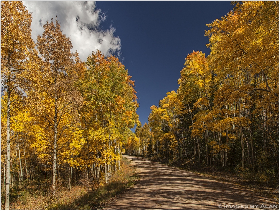 Aspens