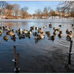 On the pond