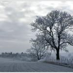 Frosted tree