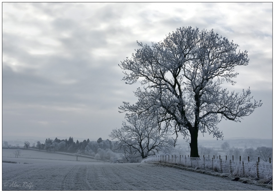 Frosted tree