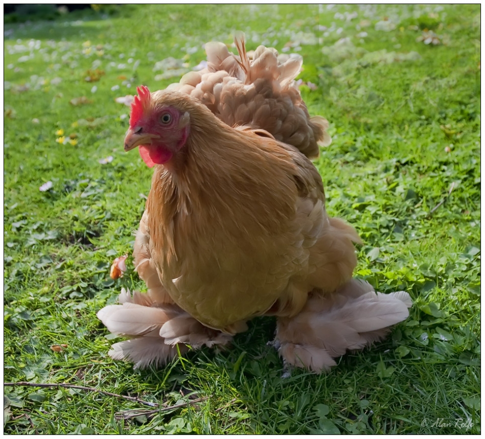 Fowl play