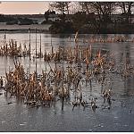 Winter at the Pond