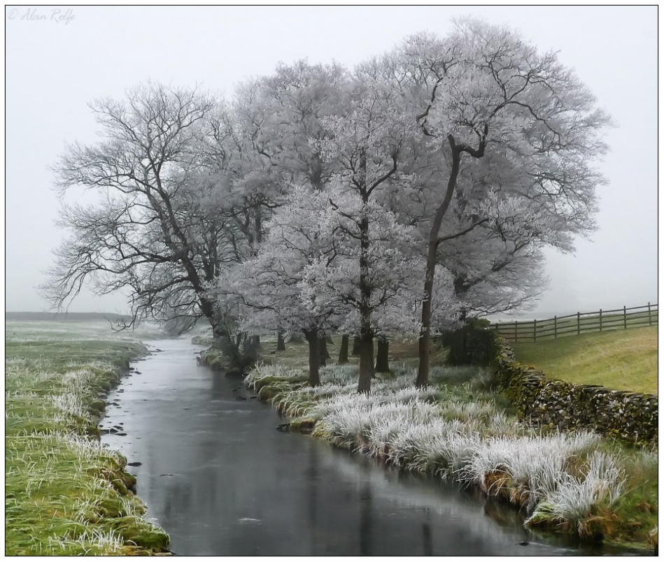 Frosted trees