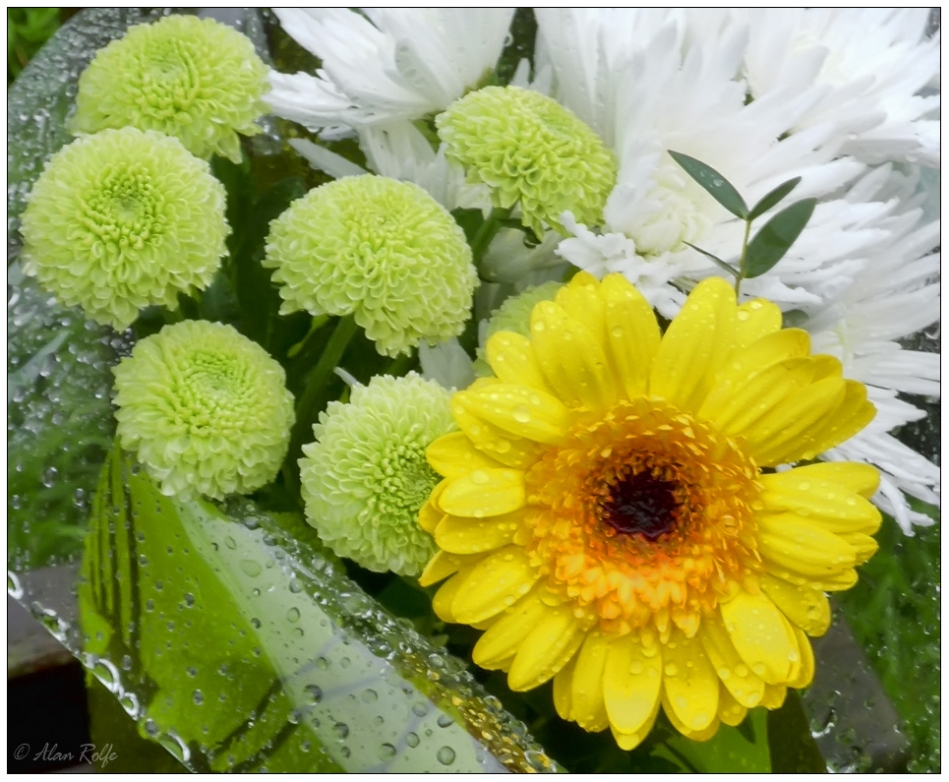 Flowers in the rain