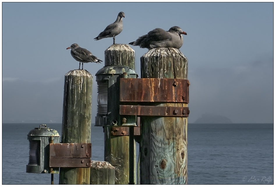 Birds